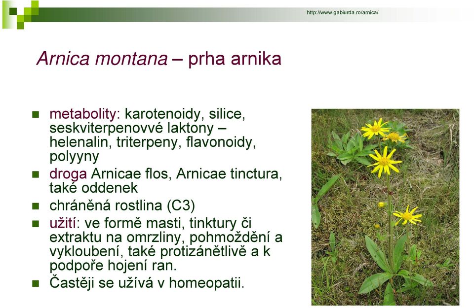 helenalin, triterpeny, flavonoidy, polyyny droga Arnicae flos, Arnicae tinctura, také oddenek