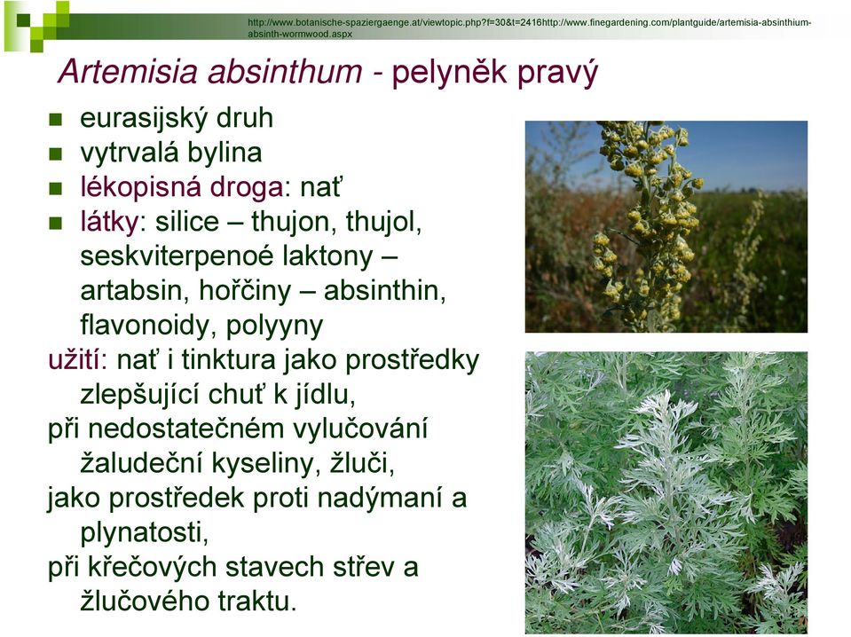 aspx Artemisia absinthum - pelyněk pravý eurasijský druh vytrvalá bylina lékopisná droga: nať látky: silice thujon, thujol,