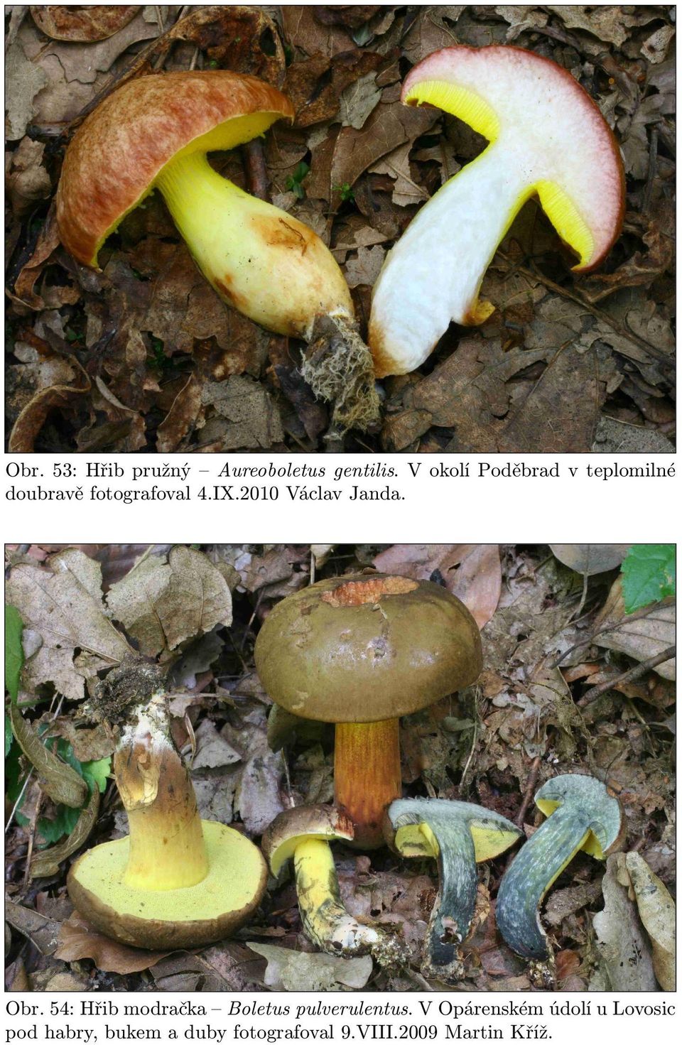 2010 Václav Janda. Obr. 54: Hřib modračka Boletus pulverulentus.