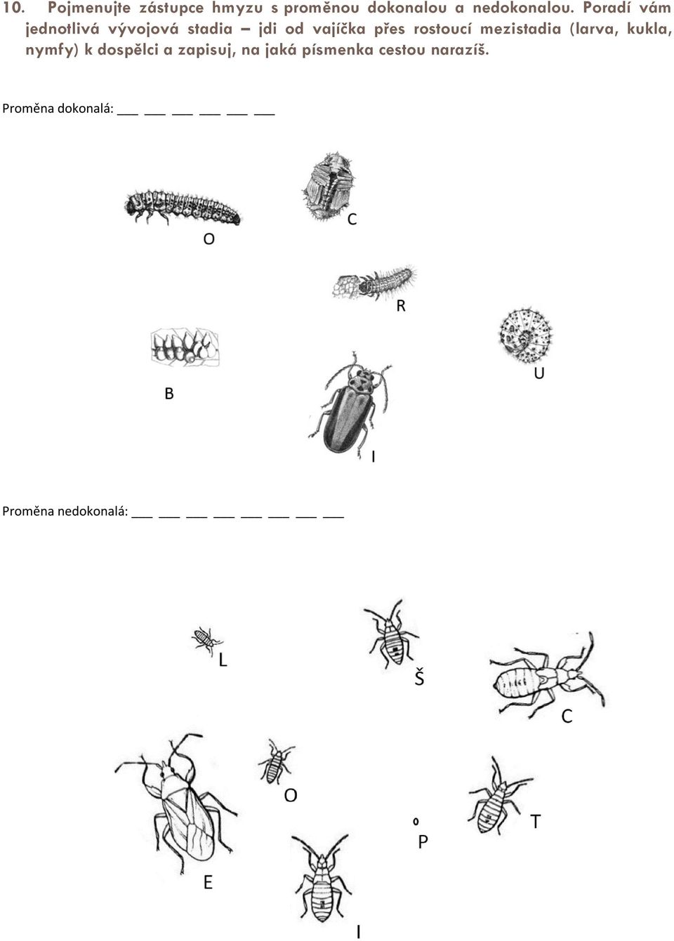 rostoucí mezistadia (larva, kukla, nymfy) k dospělci a zapisuj,