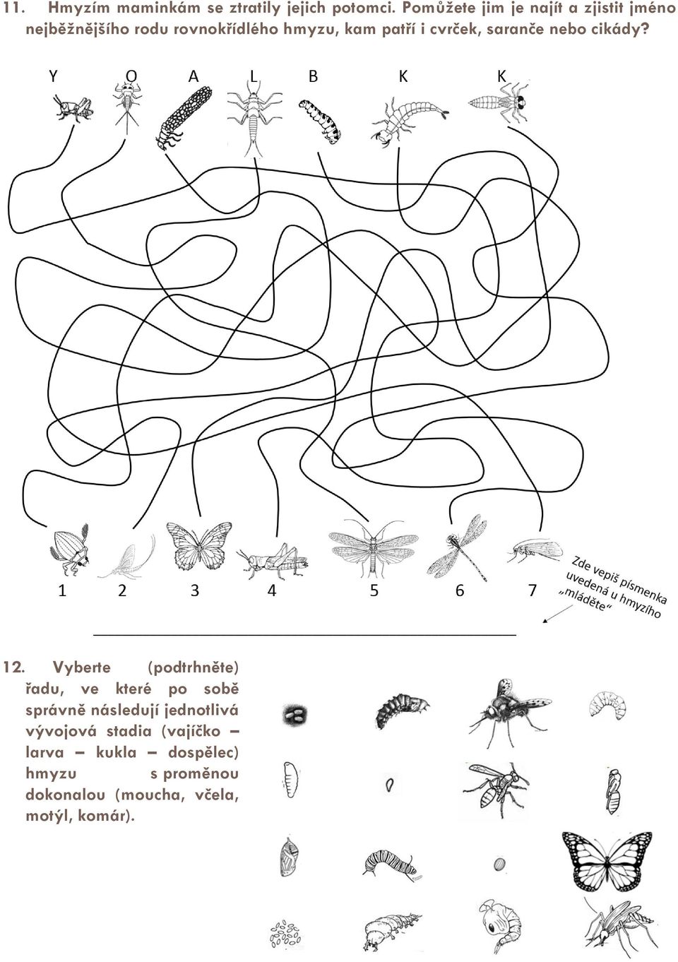 patří i cvrček, saranče nebo cikády? 12.