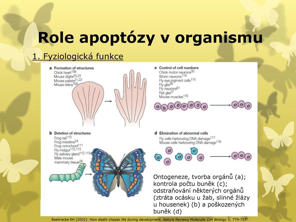 odstraňování některých orgánů (ztráta ocásku u žab, slinné žlázy u housenek) (b)