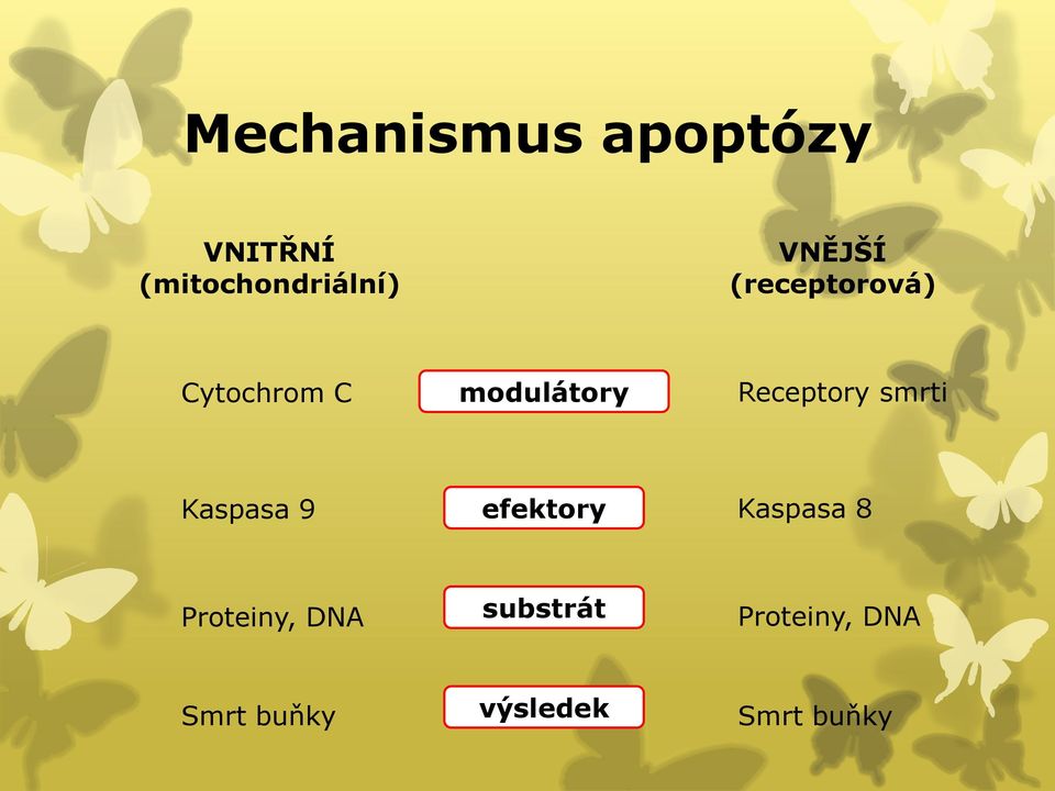 Receptory smrti Kaspasa 9 efektory Kaspasa 8