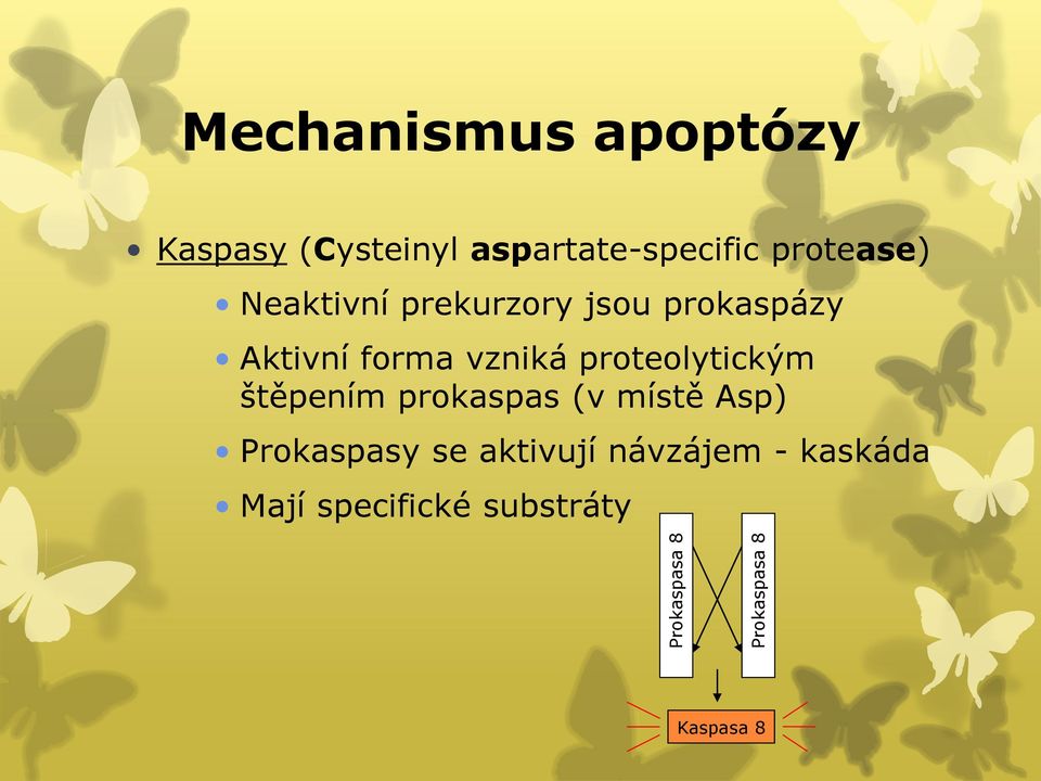 Aktivní forma vzniká proteolytickým štěpením prokaspas (v místě Asp)