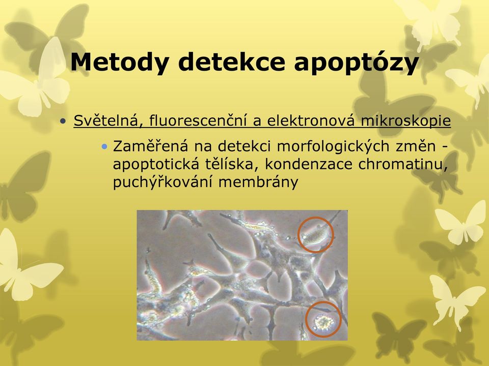 Zaměřená na detekci morfologických změn -