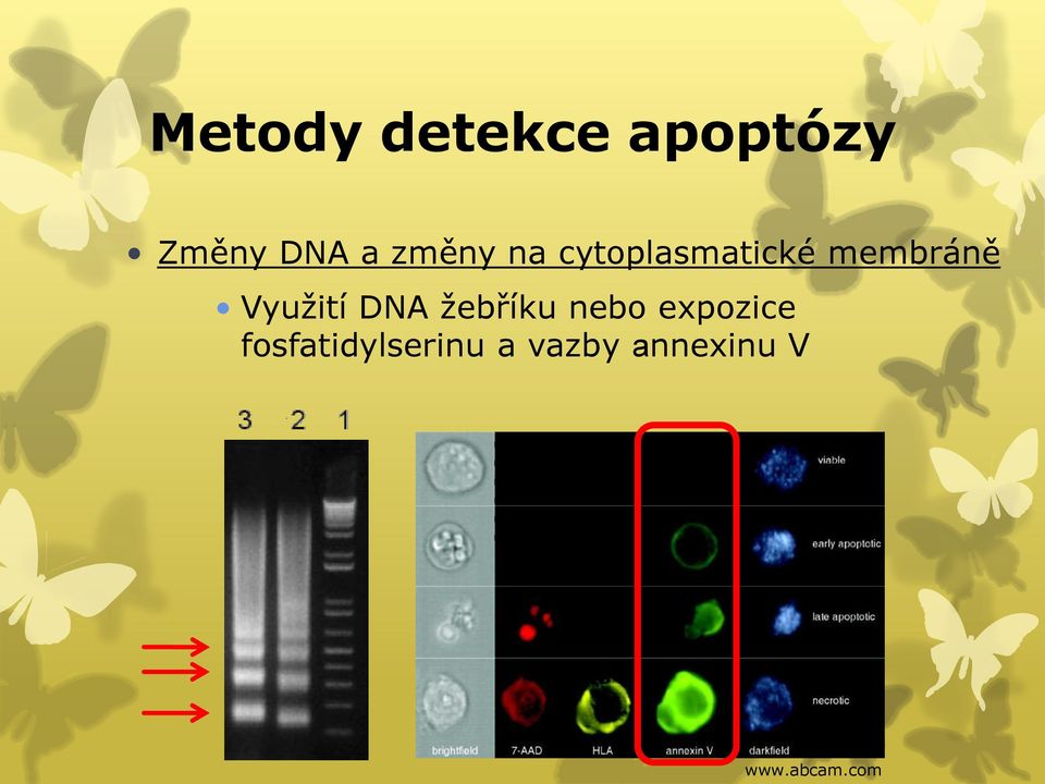 Využití DNA žebříku nebo expozice