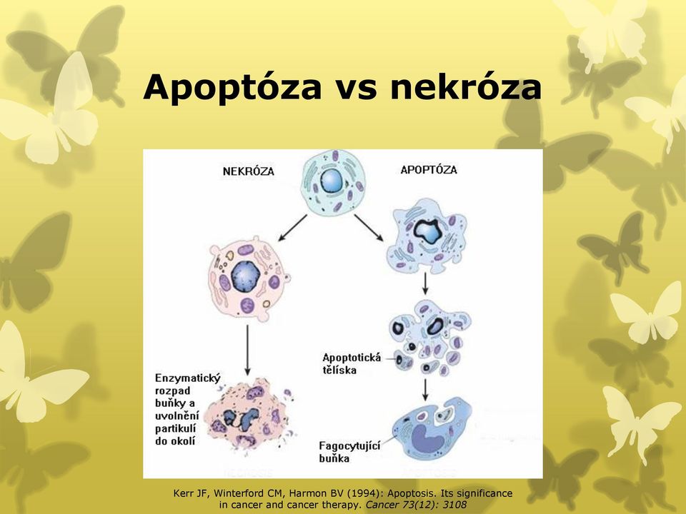 Apoptosis.