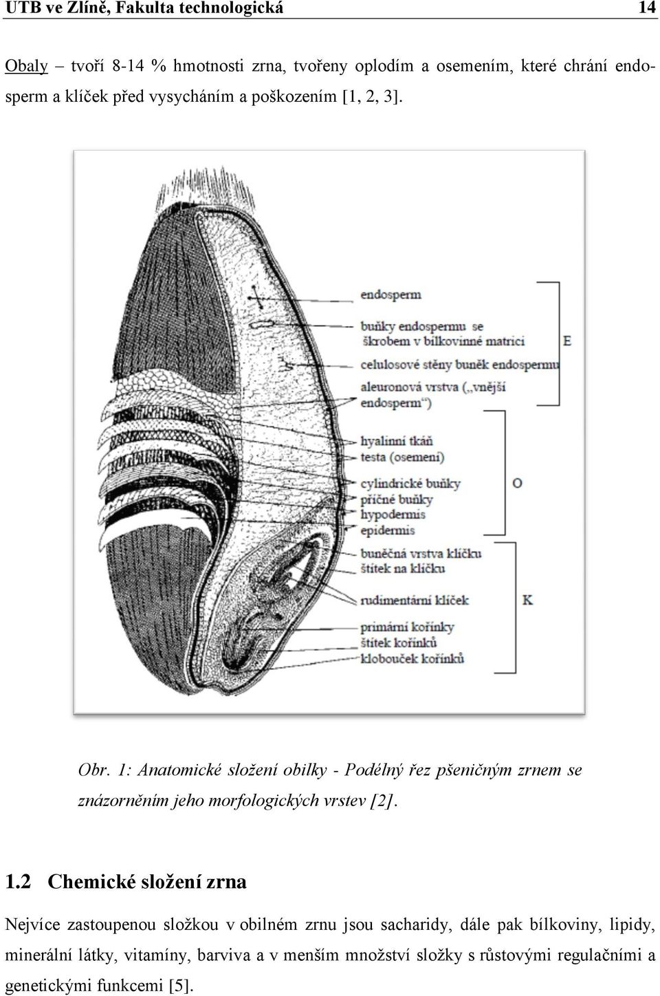 1: Anatomické složení obilky - Podélný řez pšeničným zrnem se znázorněním jeho morfologických vrstev [2]. 1.