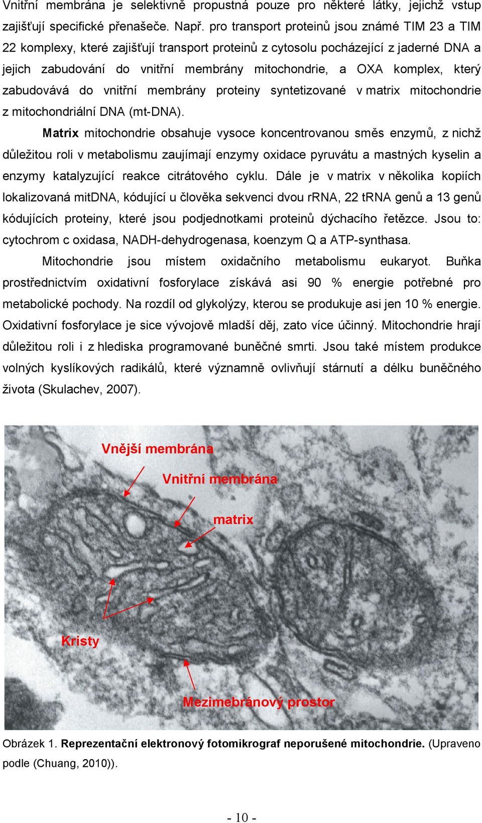 komplex, který zabudovává do vnitřní membrány proteiny syntetizované v matrix mitochondrie z mitochondriální DNA (mt-dna).