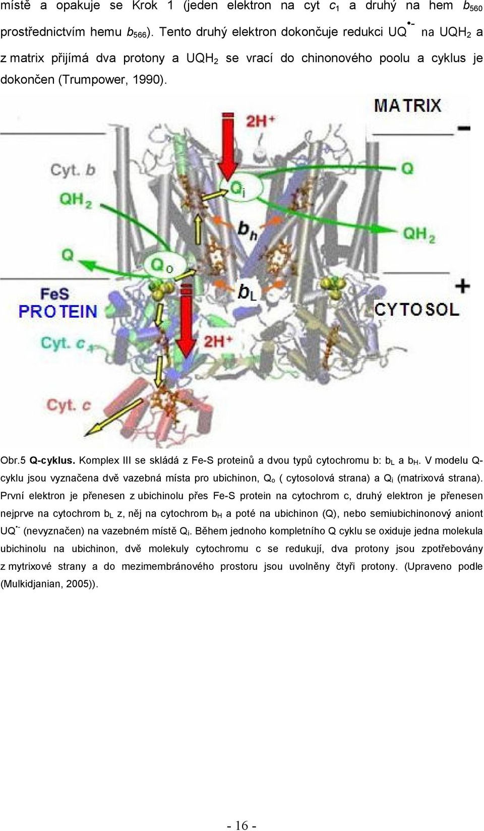 Komplex III se skládá z Fe-S proteinů a dvou typů cytochromu b: b L a b H. V modelu Q- cyklu jsou vyznačena dvě vazebná místa pro ubichinon, Q o ( cytosolová strana) a Q i (matrixová strana).