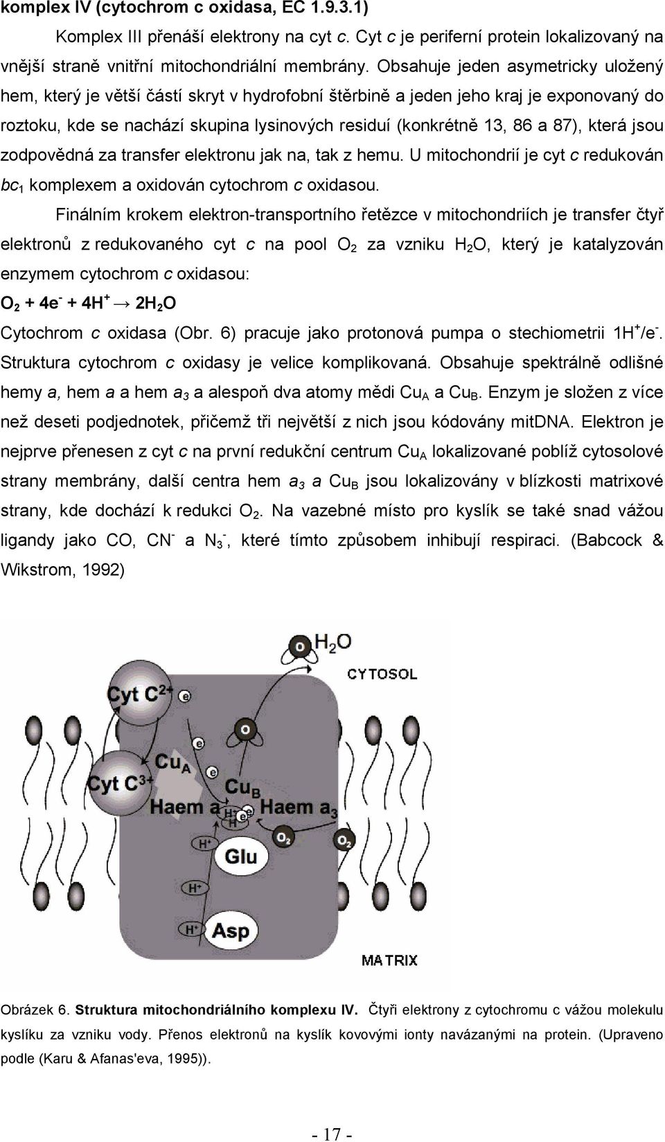 která jsou zodpovědná za transfer elektronu jak na, tak z hemu. U mitochondrií je cyt c redukován bc 1 komplexem a oxidován cytochrom c oxidasou.