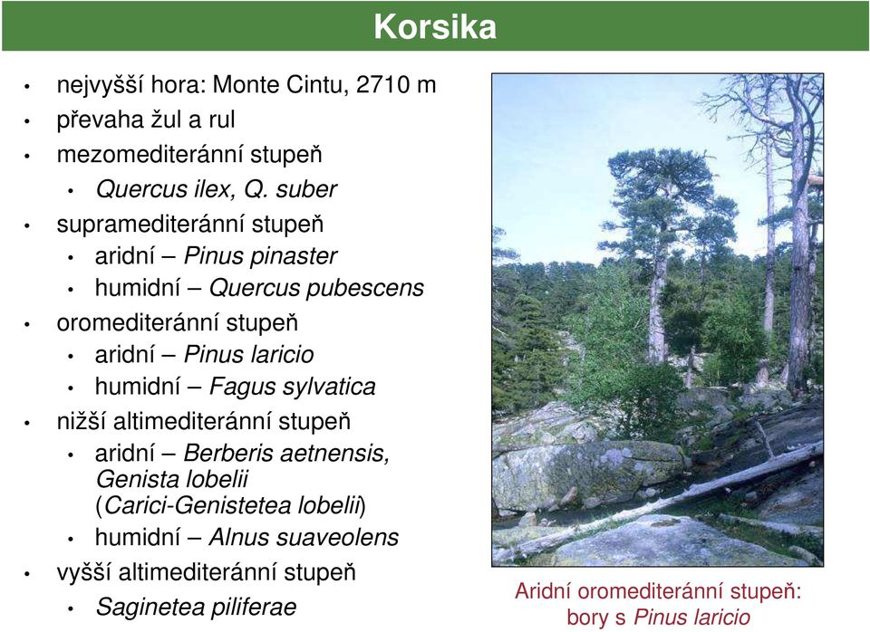 laricio humidní Fagus sylvatica nižší altimediteránní stupeň aridní Berberis aetnensis, Genista lobelii