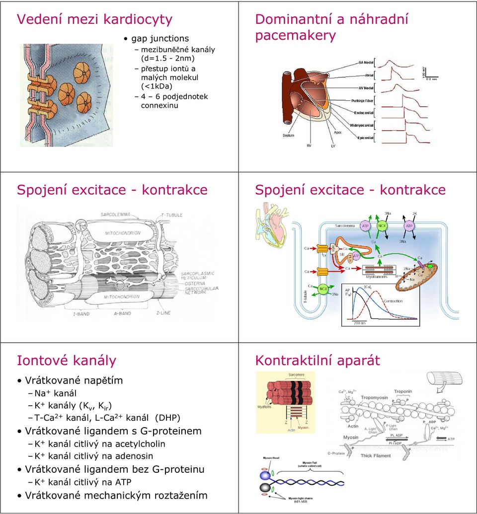 Spojení excitace - kontrakce Iontové kanály Vrátkované nap tím Na + kanál K + kanály (K v, K ir ) T-Ca 2+ kanál, L-Ca 2+ kanál (DHP)