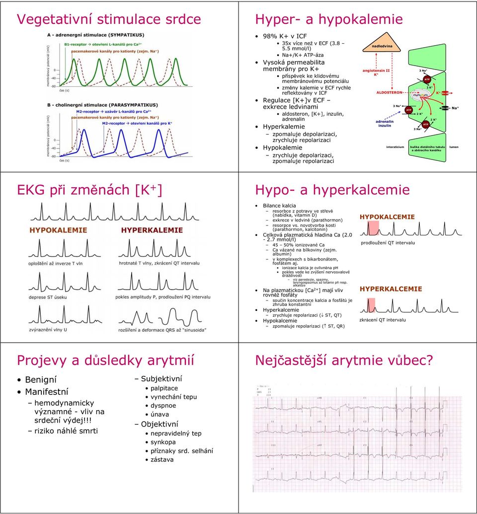 aldosteron, [K+], inzulin, adrenalin Hyperkalemie zpomaluje depolarizaci, zrychluje repolarizaci Hypokalemie zrychluje depolarizaci, zpomaluje repolarizaci nadledvina angiotensin II K + ALDOSTERON