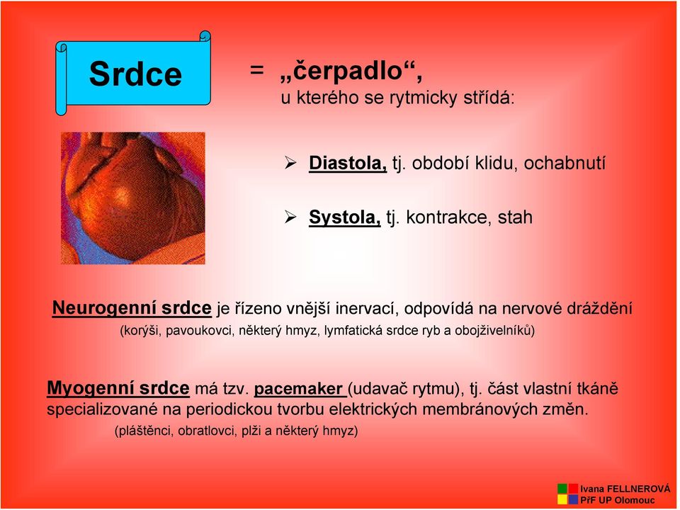 některý hmyz, lymfatická srdce ryb a obojživelníků) Myogenní srdce má tzv. pacemaker (udavač rytmu), tj.