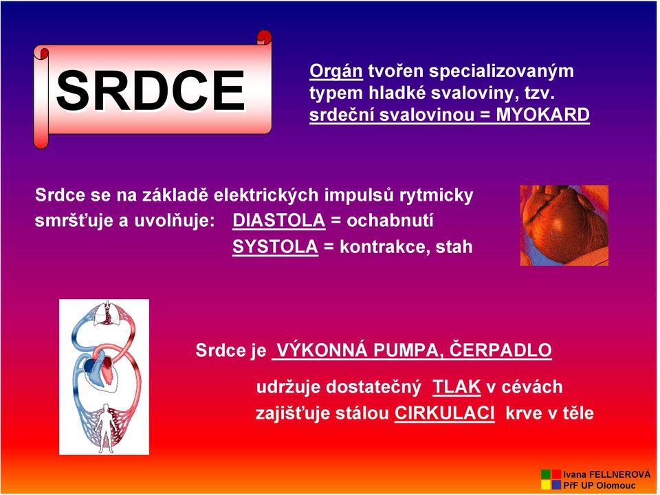 smršťuje a uvolňuje: DIASTOLA = ochabnutí SYSTOLA = kontrakce, stah Srdce je