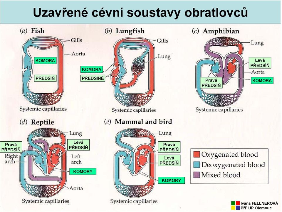 Pravá PŘEDSÍŇ KOMORA Pravá PŘEDSÍŇ Levá