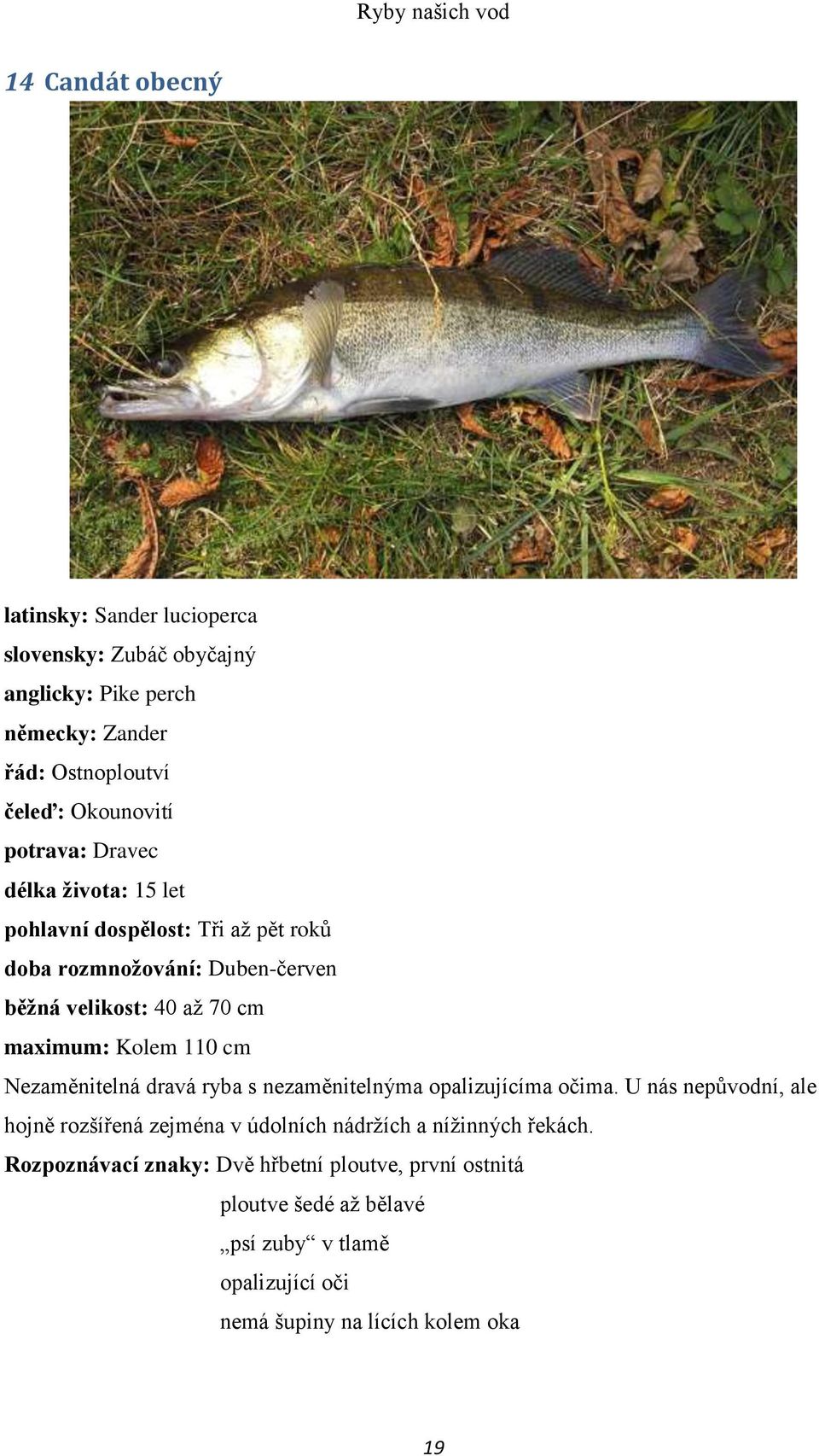 110 cm Nezaměnitelná dravá ryba s nezaměnitelnýma opalizujícíma očima.