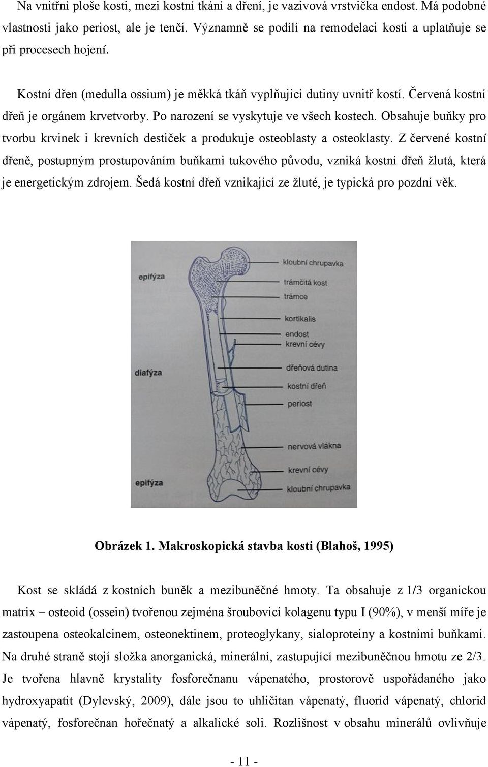 Po narození se vyskytuje ve všech kostech. Obsahuje buňky pro tvorbu krvinek i krevních destiček a produkuje osteoblasty a osteoklasty.