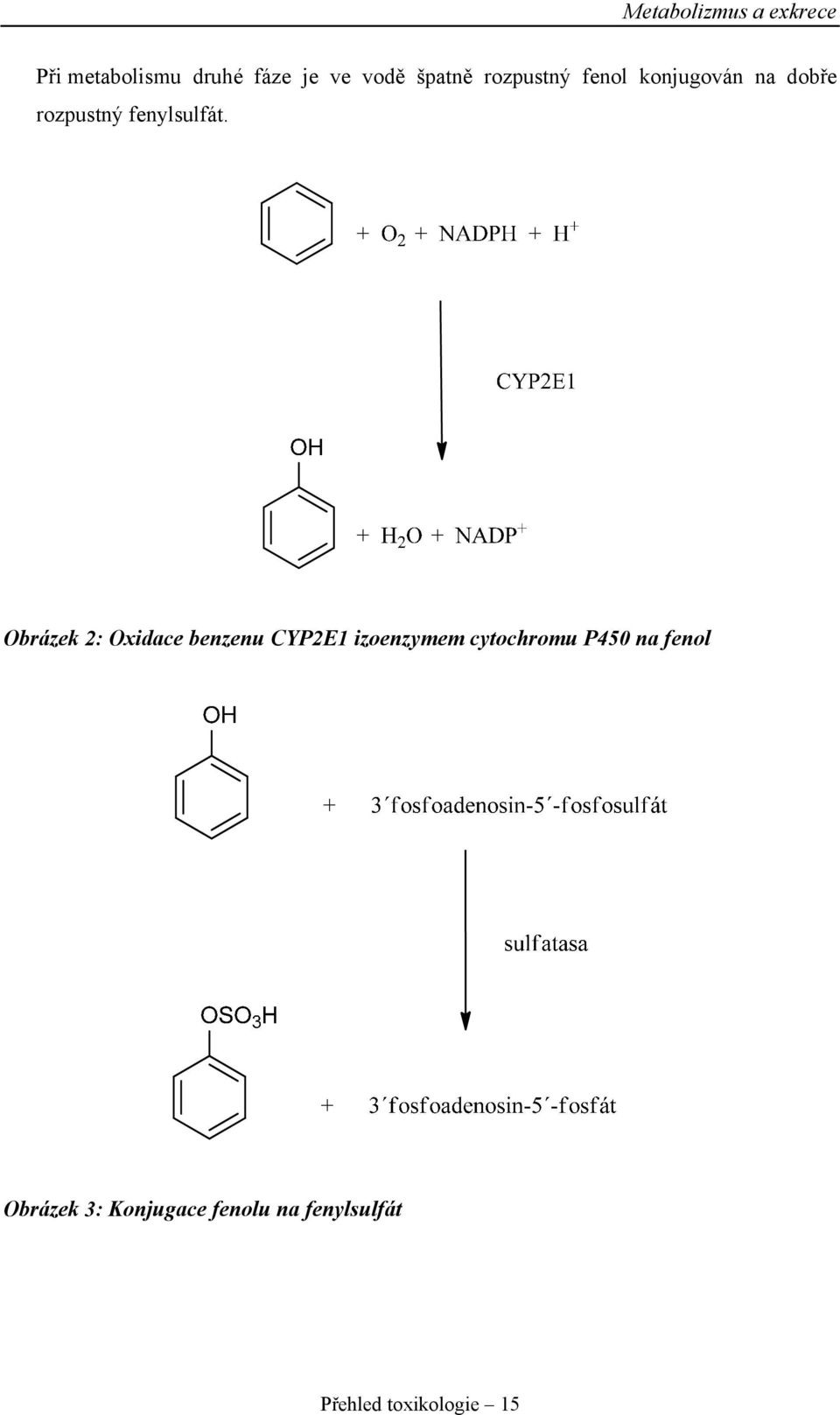Obrázek 2: Oxidace benzenu CYP2E1 izoenzymem cytochromu P450 na