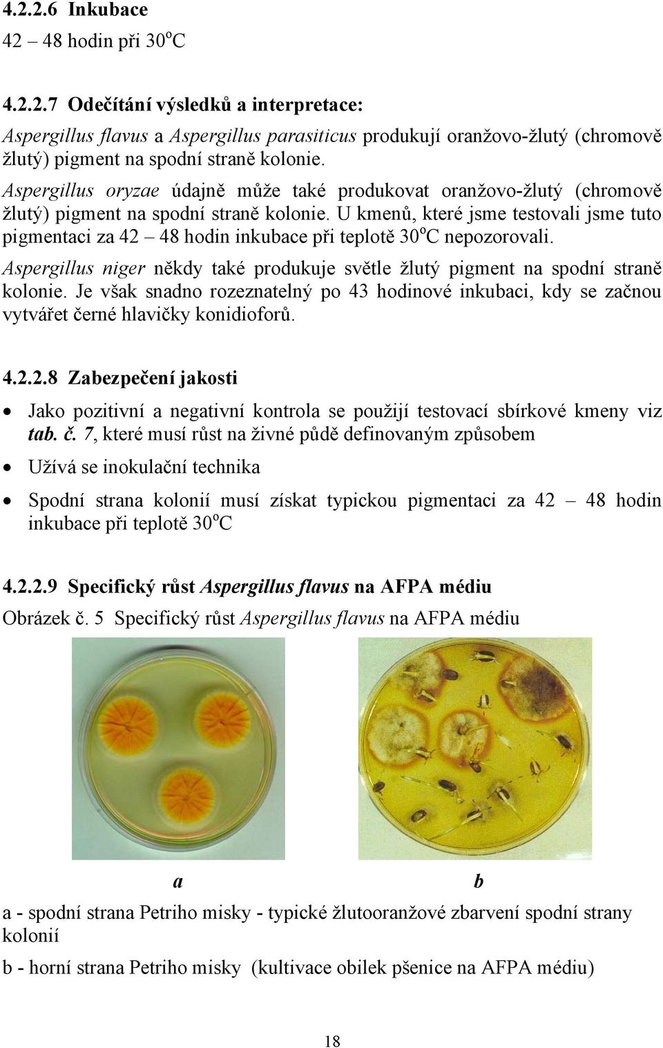 U kmenů, které jsme testovali jsme tuto pigmentaci za 42 48 hodin inkubace při teplotě 30 o C nepozorovali. Aspergillus niger někdy také produkuje světle žlutý pigment na spodní straně kolonie.