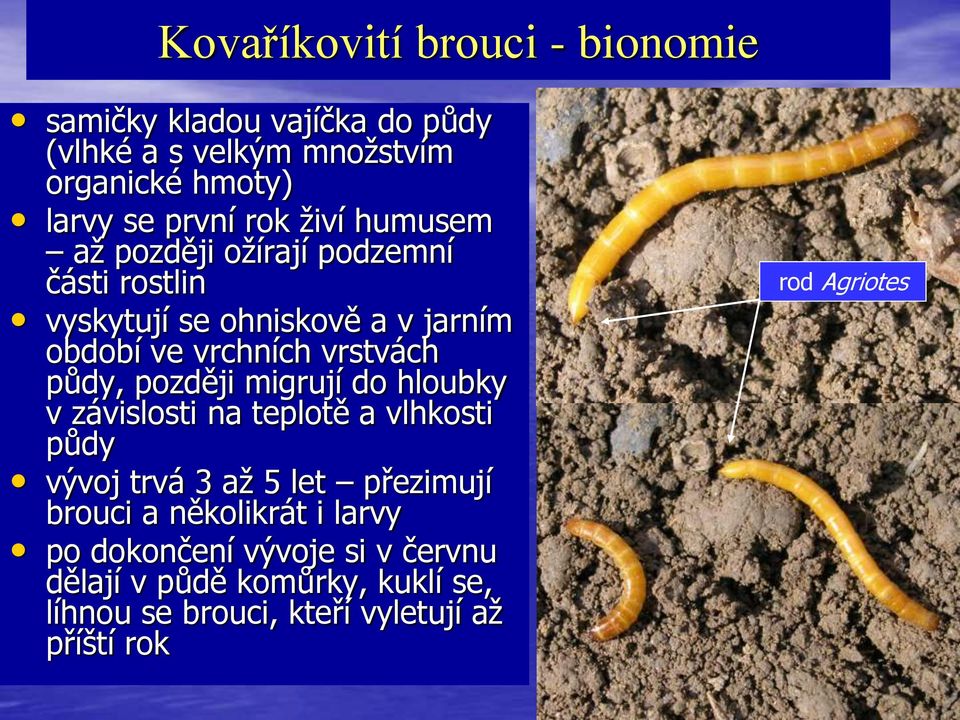 půdy, později migrují do hloubky v závislosti na teplotě a vlhkosti půdy vývoj trvá 3 až 5 let přezimují brouci a několikrát