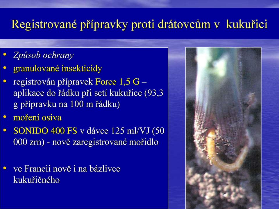 kukuřice (93,3 g přípravku na 100 m řádku) moření osiva SONIDO 400 FS v dávce