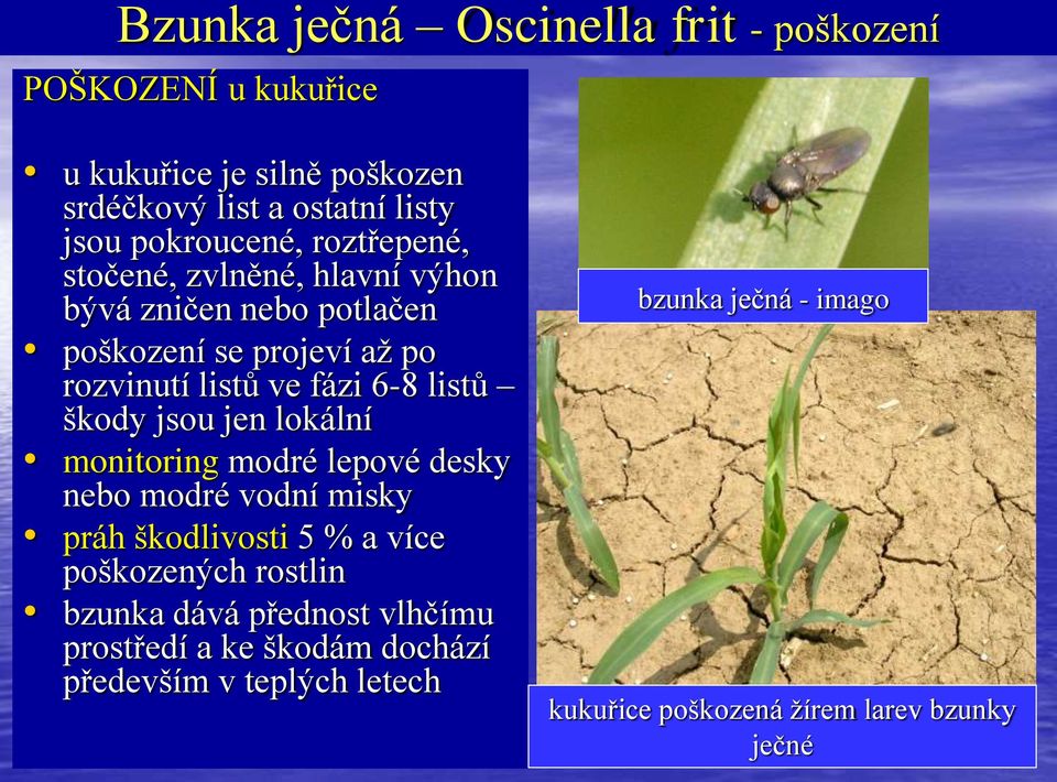 listů škody jsou jen lokální monitoring modré lepové desky nebo modré vodní misky práh škodlivosti 5 % a více poškozených rostlin