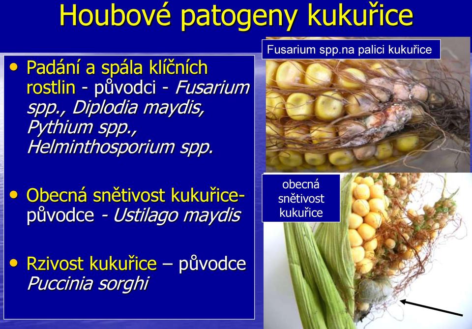 Obecná snětivost kukuřicepůvodce - Ustilago maydis Fusarium spp.