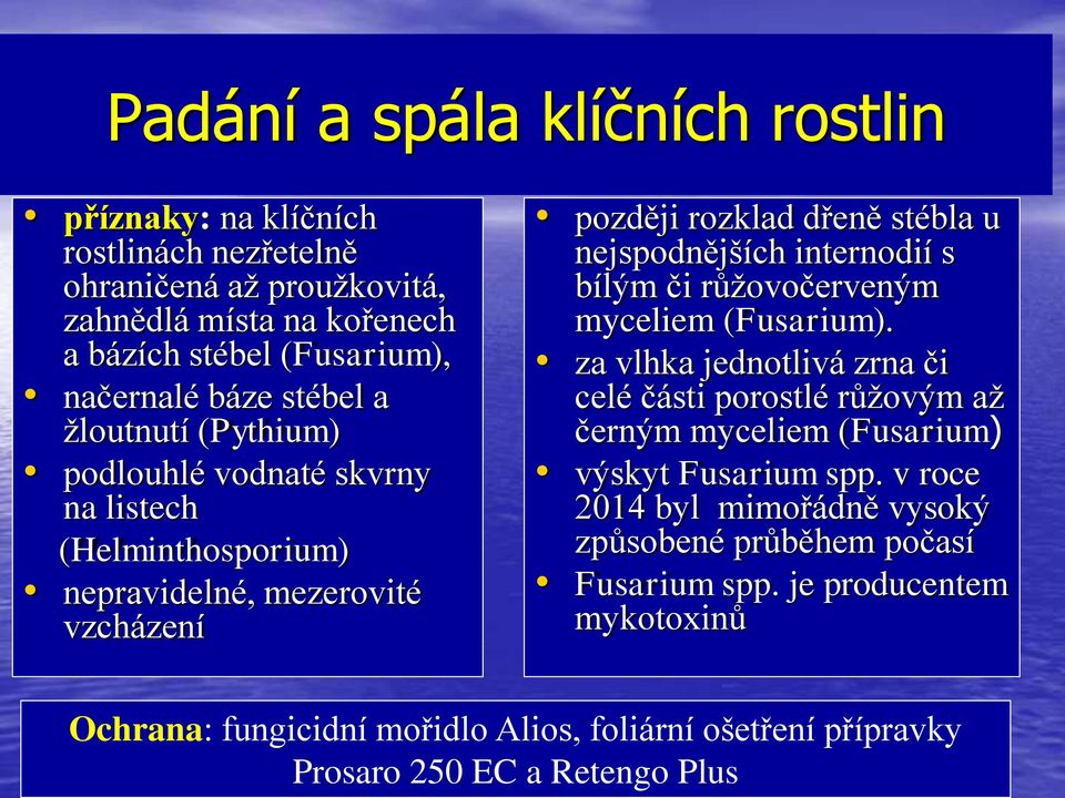 internodií s bílým či růžovočerveným myceliem (Fusarium). za vlhka jednotlivá zrna či celé části porostlé růžovým až černým myceliem (Fusarium) výskyt Fusarium spp.