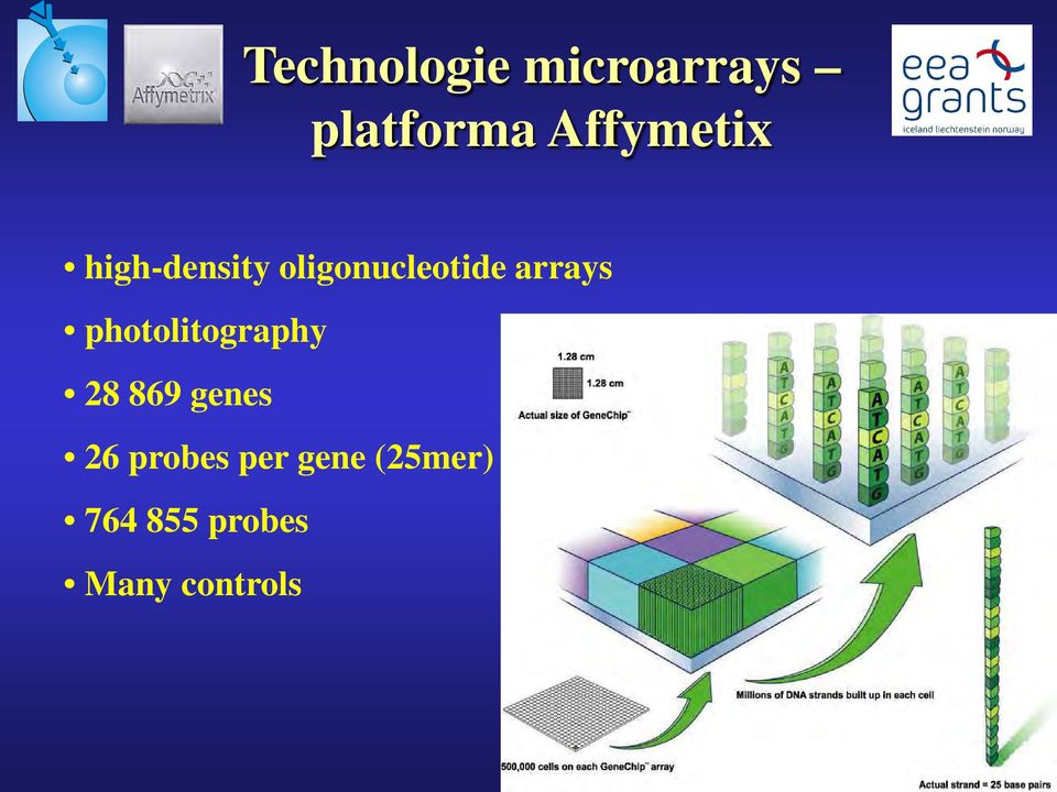 arrays photolitography 28 869 genes 26