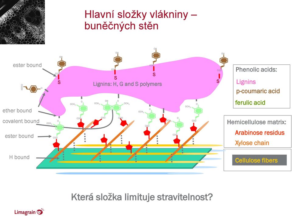 OCH 3 O ferulic acid covalent bound ester bound O OCH 3 COO COO COO COO COO OCH 3 COO O COO