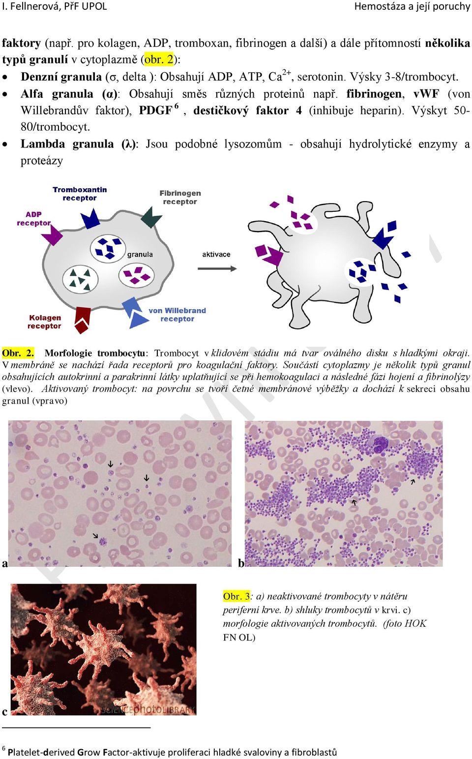 Lambda granula (λ): Jsou podobné lysozomům - obsahují hydrolytické enzymy a proteázy Obr. 2. Morfologie trombocytu: Trombocyt v klidovém stádiu má tvar oválného disku s hladkými okraji.
