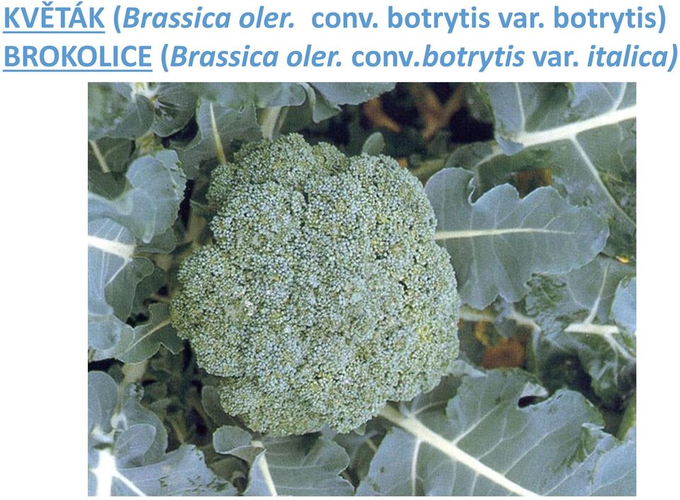 botrytis) BROKOLICE