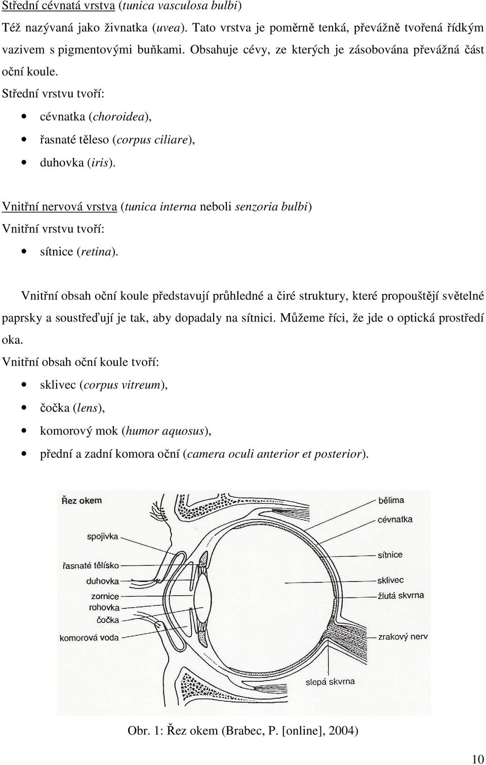 Vnitřní nervová vrstva (tunica interna neboli senzoria bulbi) Vnitřní vrstvu tvoří: sítnice (retina).