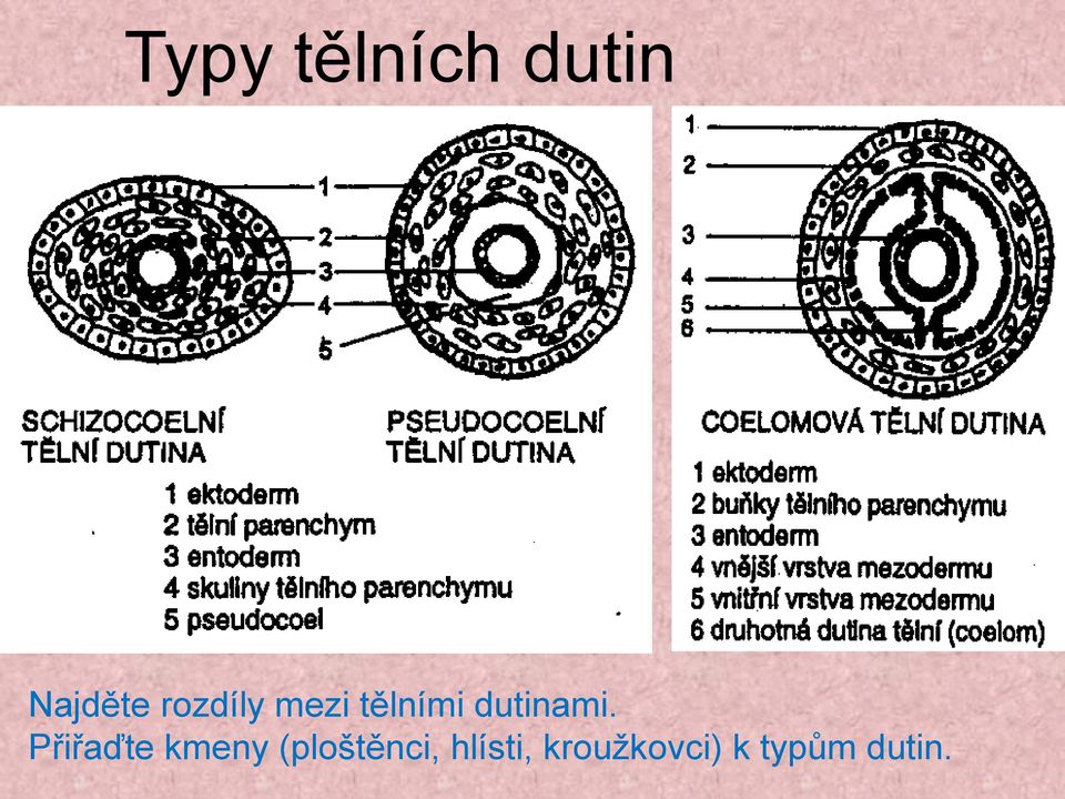 Přiřaďte kmeny (ploštěnci,