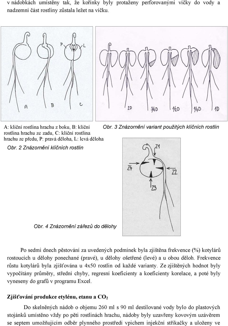 4 Znázornění zářezů do dělohy Po sedmi dnech pěstování za uvedených podmínek byla zjištěna frekvence (%) kotylárů rostoucích u dělohy ponechané (pravé), u dělohy ošetřené (levé) a u obou děloh.