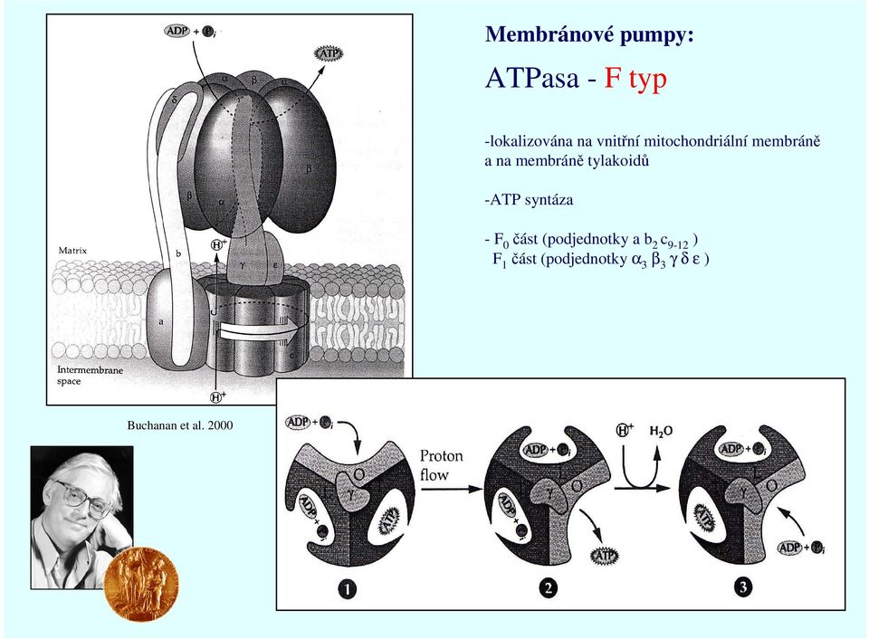 tylakoidů -ATP syntáza - F 0 část (podjednotky a b 2 c