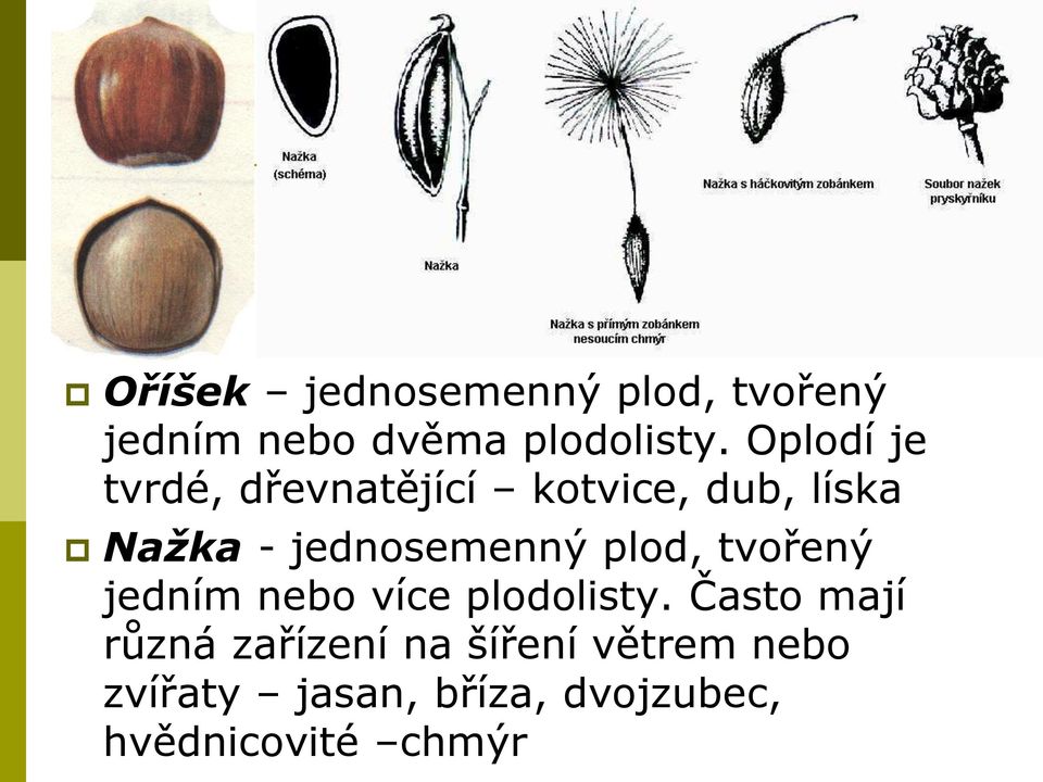 jednosemenný plod, tvořený jedním nebo více plodolisty.