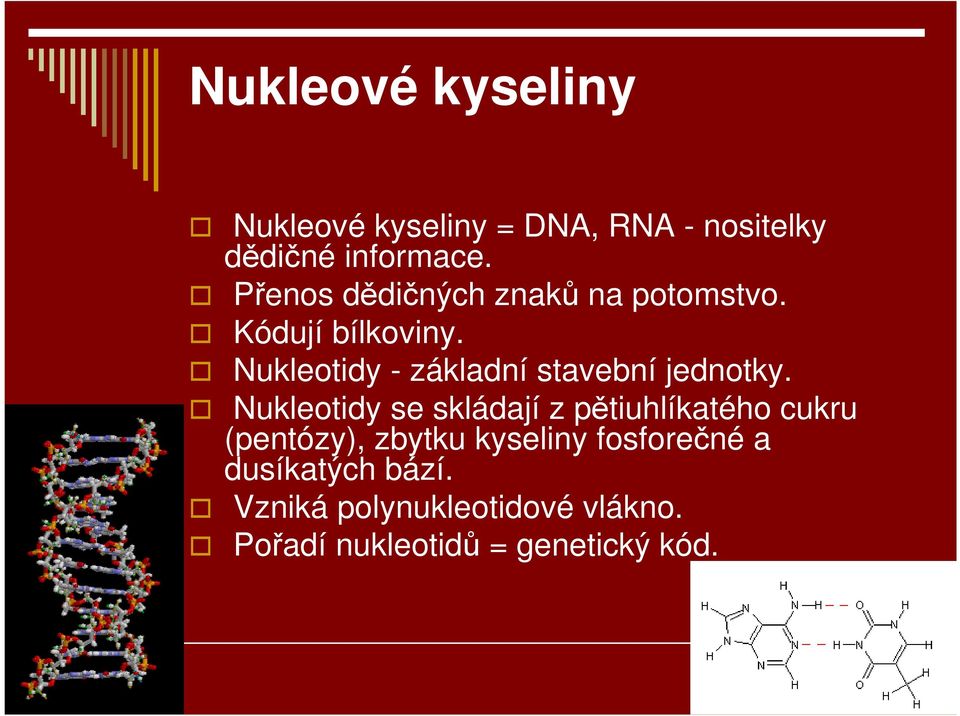 Nukleotidy - základní stavební jednotky.