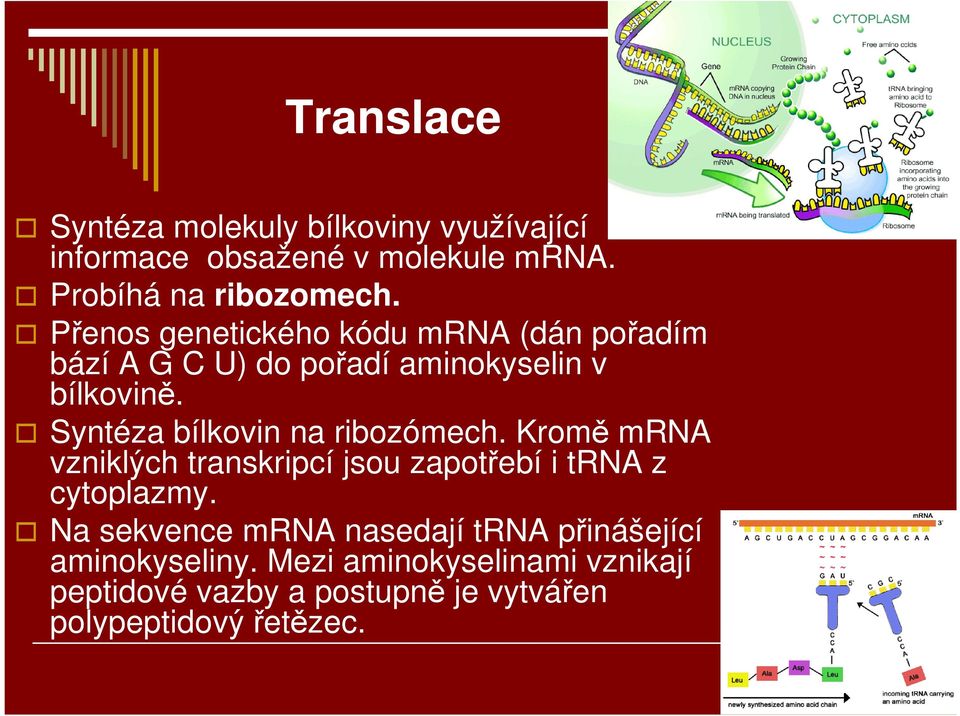 Syntéza bílkovin na ribozómech. Kromě mrna vzniklých transkripcí jsou zapotřebí i trna z cytoplazmy.