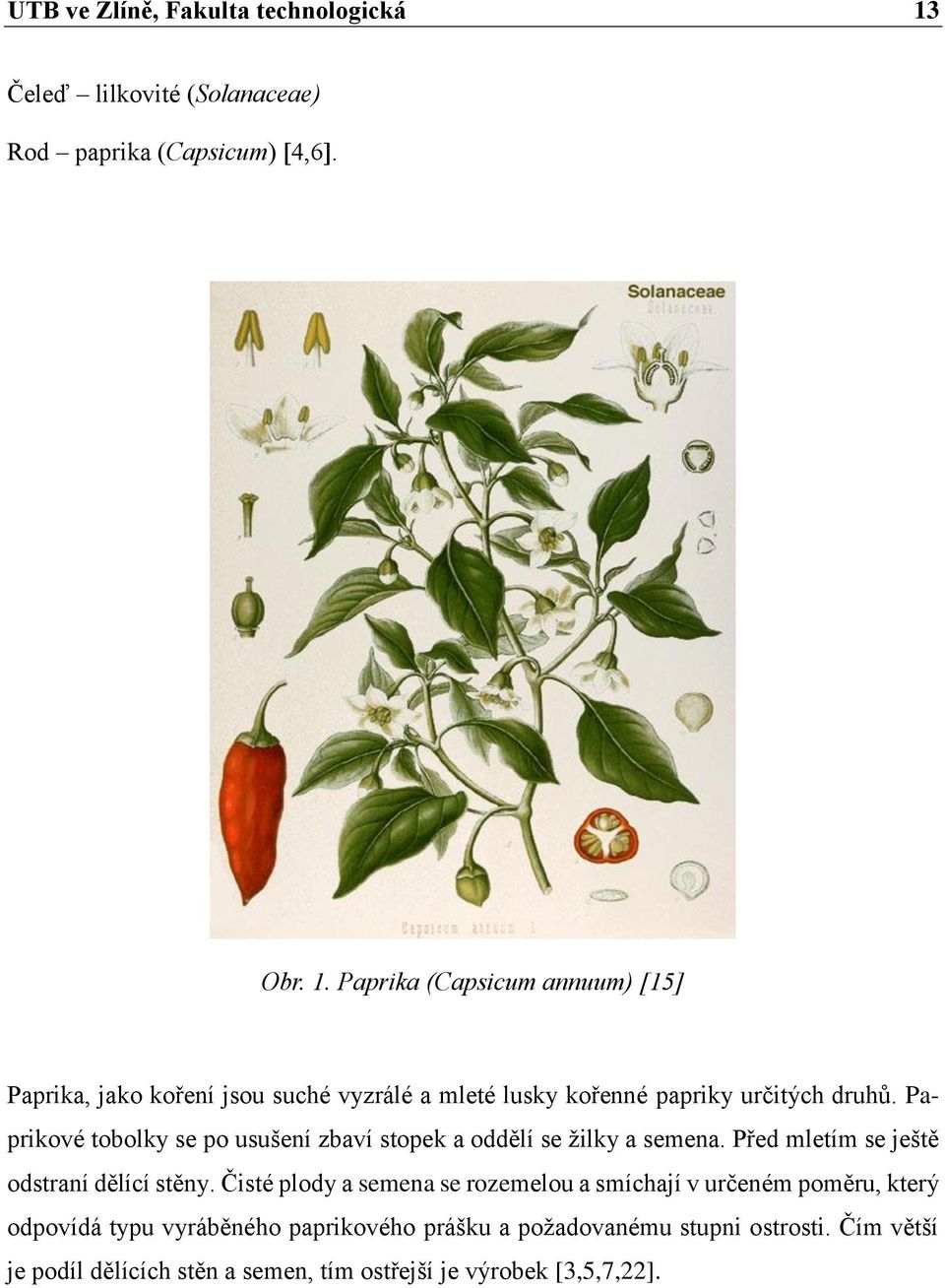Paprika (Capsicum annuum) [15] Paprika, jako koření jsou suché vyzrálé a mleté lusky kořenné papriky určitých druhů.