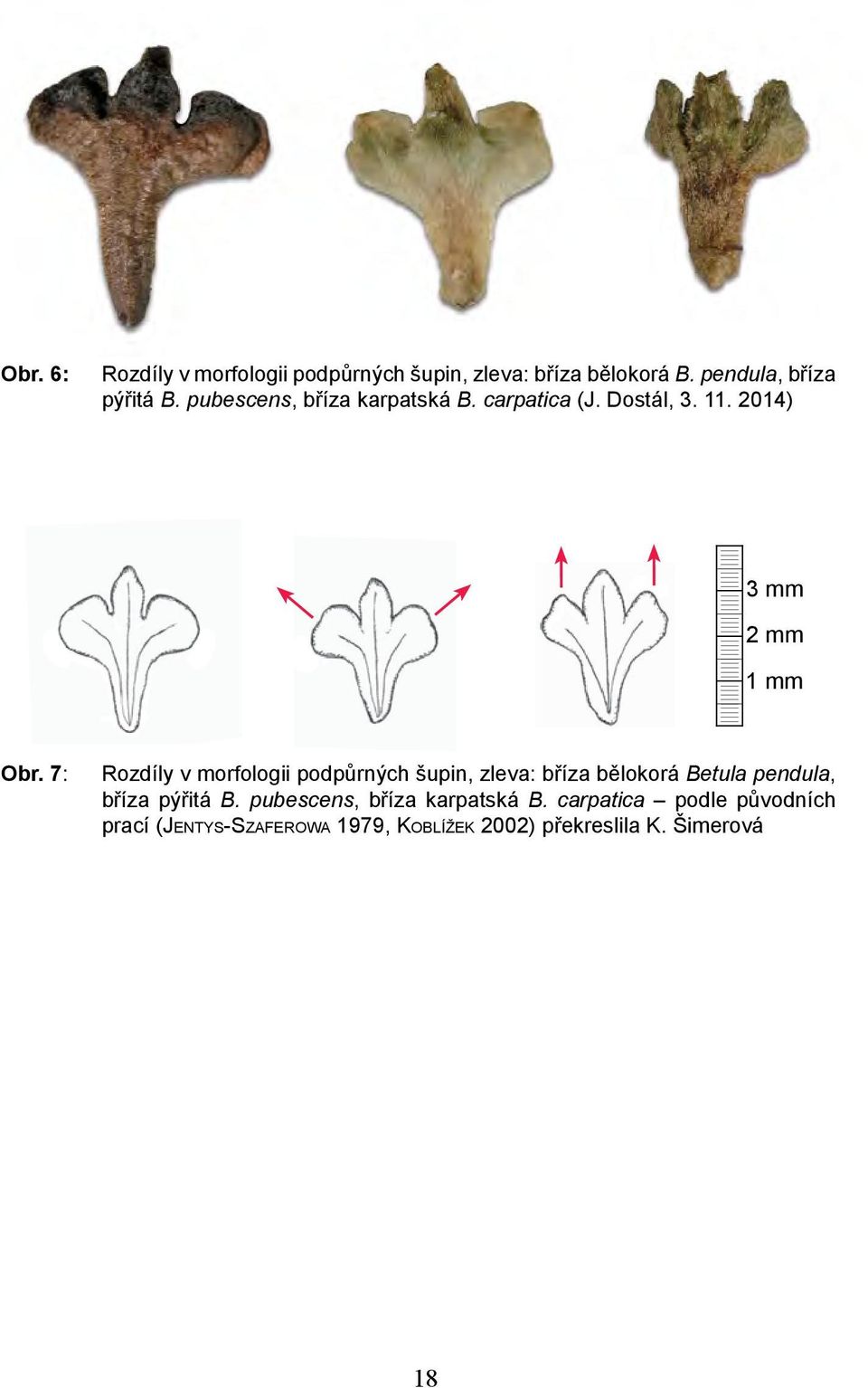 7: Rozdíly v morfologii podpůrných šupin, zleva: bříza bělokorá Betula pendula, bříza pýřitá B.