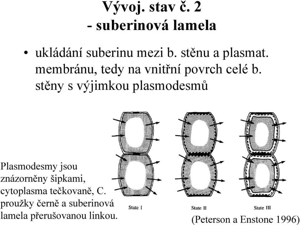 stěny s výjimkou plasmodesmů Plasmodesmy jsou znázorněny šipkami,