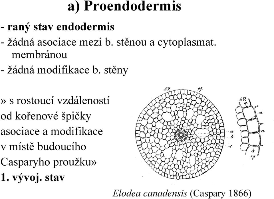 stěny» s rostoucí vzdáleností od kořenové špičky asociace a