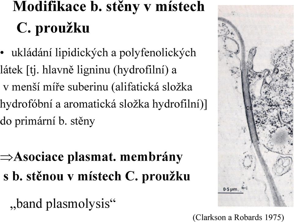 hlavně ligninu (hydrofilní) a v menší míře suberinu (alifatická složka hydrofóbní