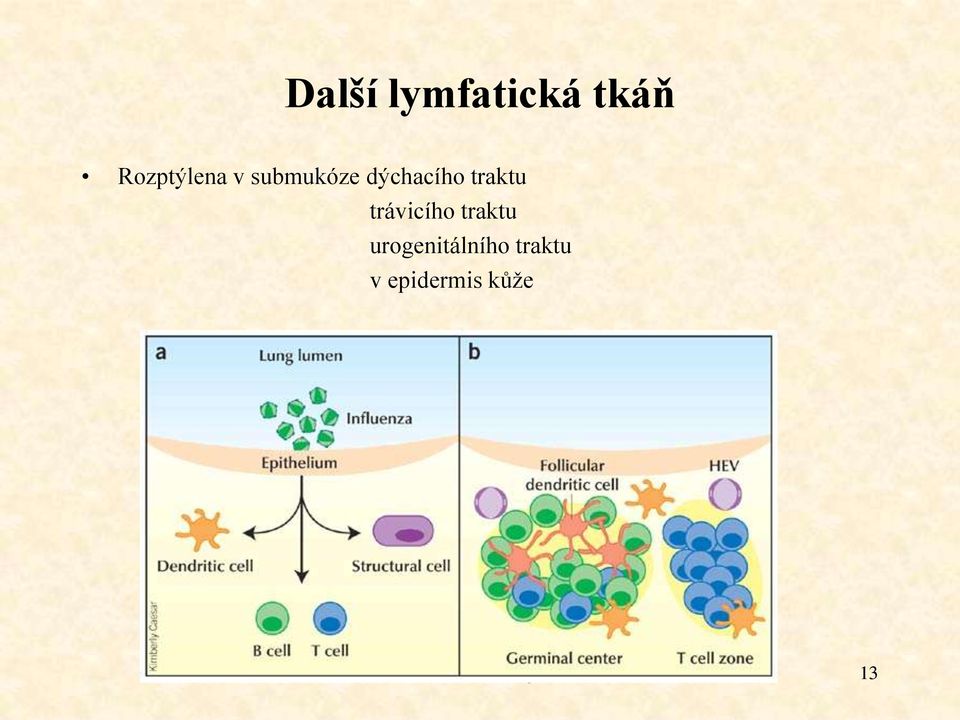 trávicího traktu urogenitálního