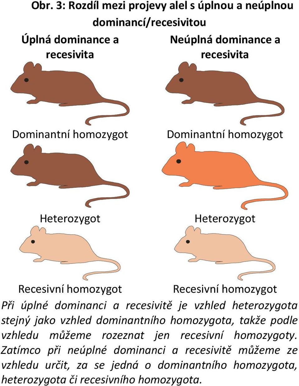 recesivitě je vzhled heterozygota stejný jako vzhled dominantního homozygota, takže podle vzhledu můžeme rozeznat jen recesivní