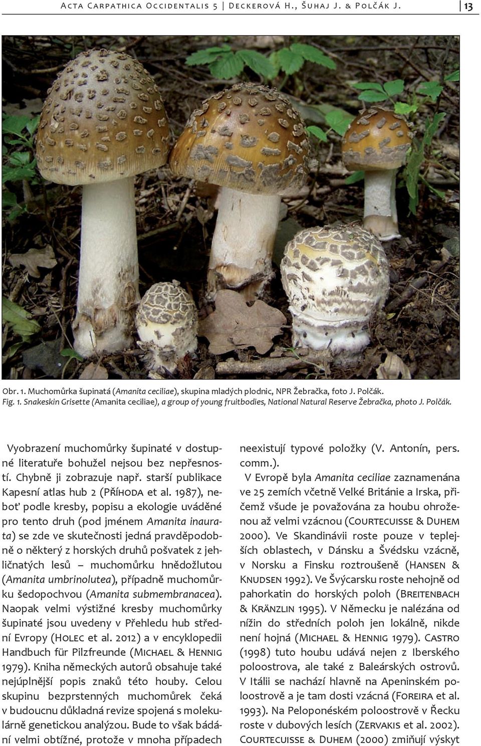 1987), neboť podle kresby, popisu a ekologie uváděné pro tento druh (pod jménem Amanita inaurata) se zde ve skutečnosti jedná pravděpodobně o některý z horských druhů pošvatek z jehličnatých lesů