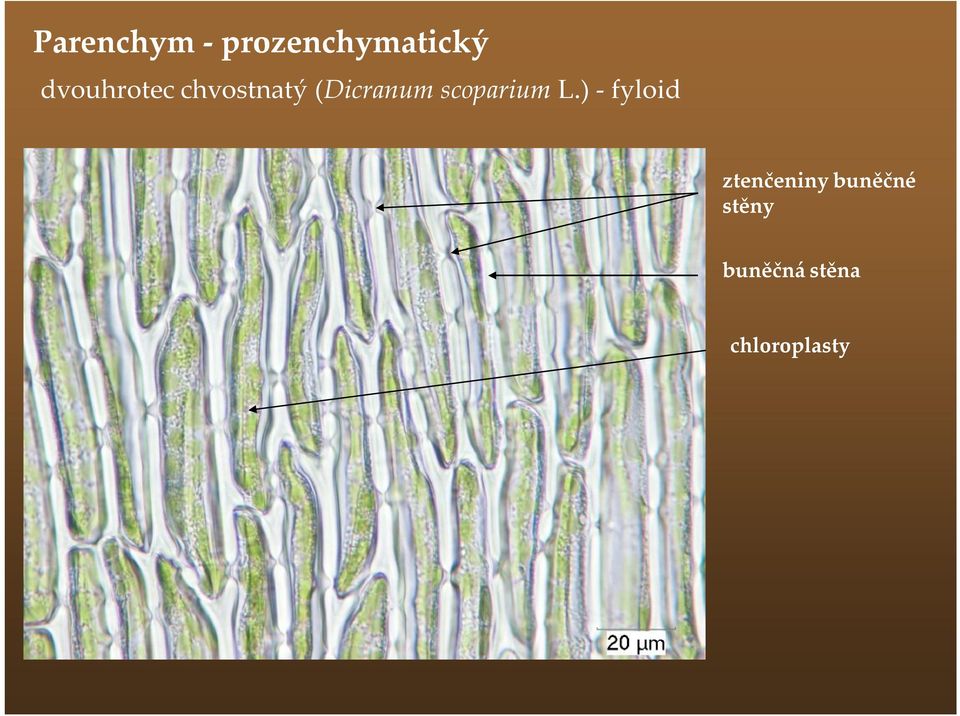 scoparium L.